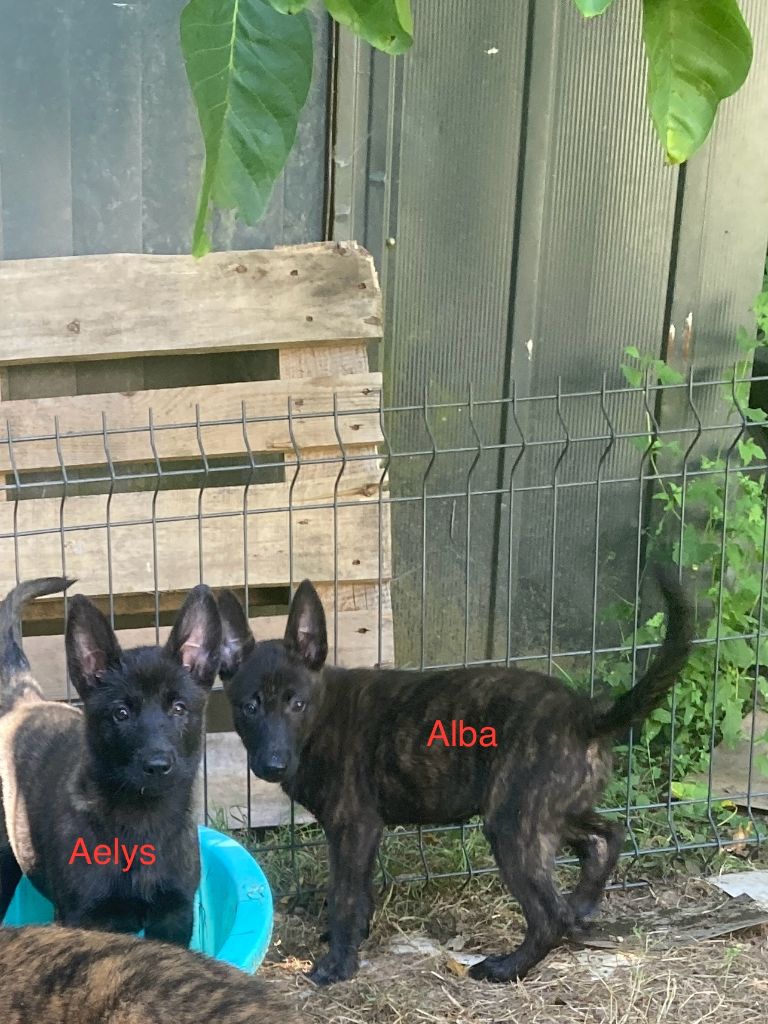Du Domaine Des Sureaux - Chiots disponibles - Berger hollandais