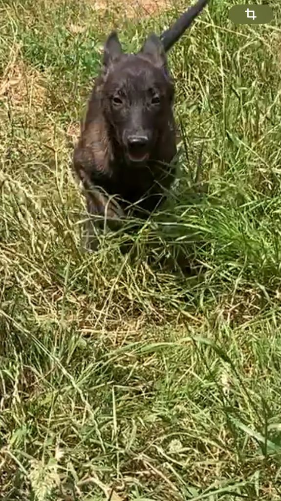 Du Domaine Des Sureaux - Chiots disponibles - Berger hollandais