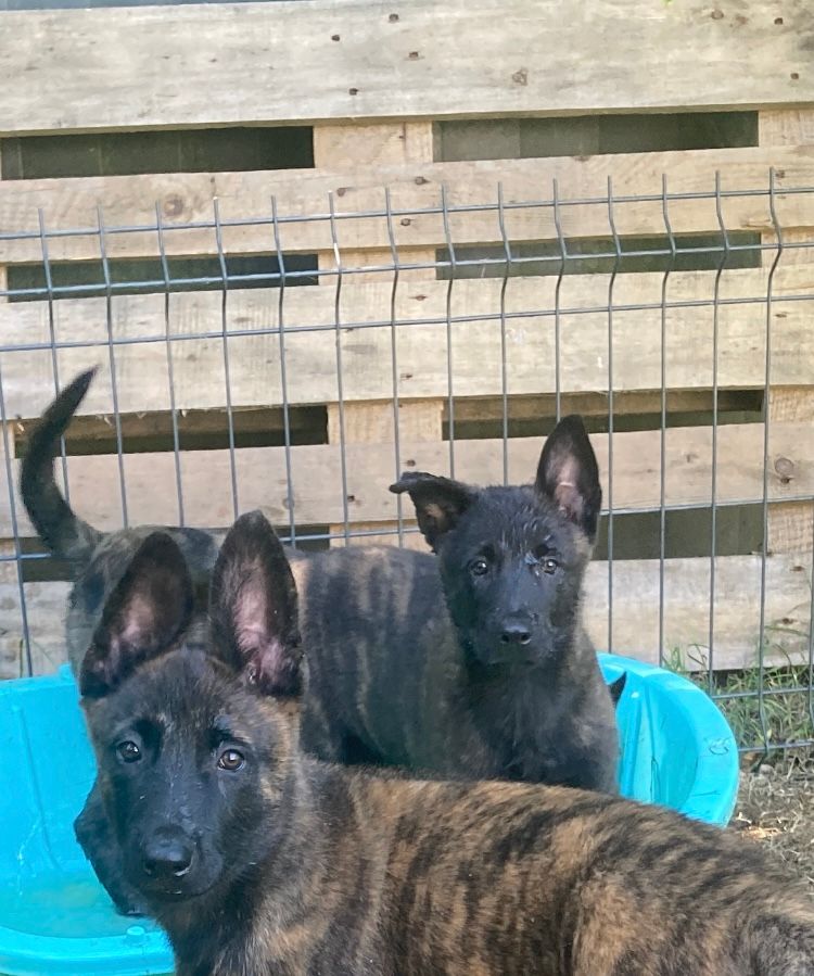 Du Domaine Des Sureaux - Chiots disponibles - Berger hollandais